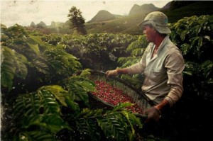 Tình trạng khô hạn đang thu hẹp sản lượng của các nông trường cà phê arabica tại Brazil - Ảnh: Bloomberg