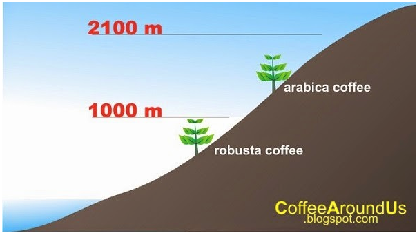 3 vùng trồng cà phê Arabica ngon nhất Việt Nam