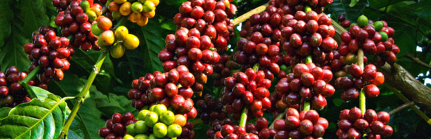 Hạn hán đe dọa mất mùa cà phê